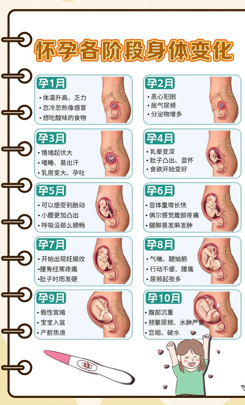 揭秘供卵代孕妈妈怀孕小腹分两节，孕期变化的奥秘惠州代生机构: